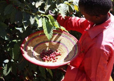Picking Ethiopian cherries
