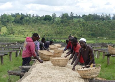 Photo of hand-picking dried beans in Burundi