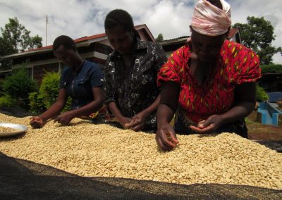 Sorting beans in Kenya