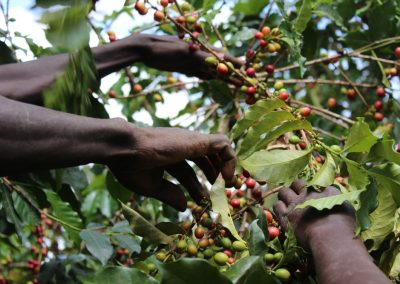 Picture of coffee harvest in Kenya
